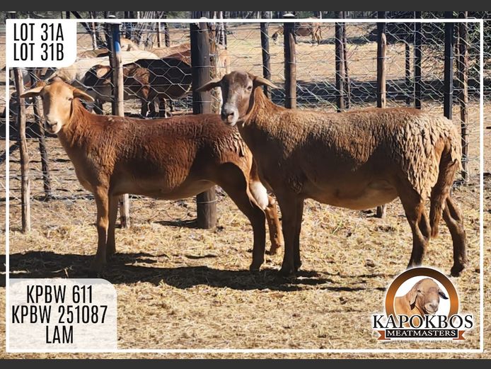 KPBW251087 | Kapokbos Meatmasters