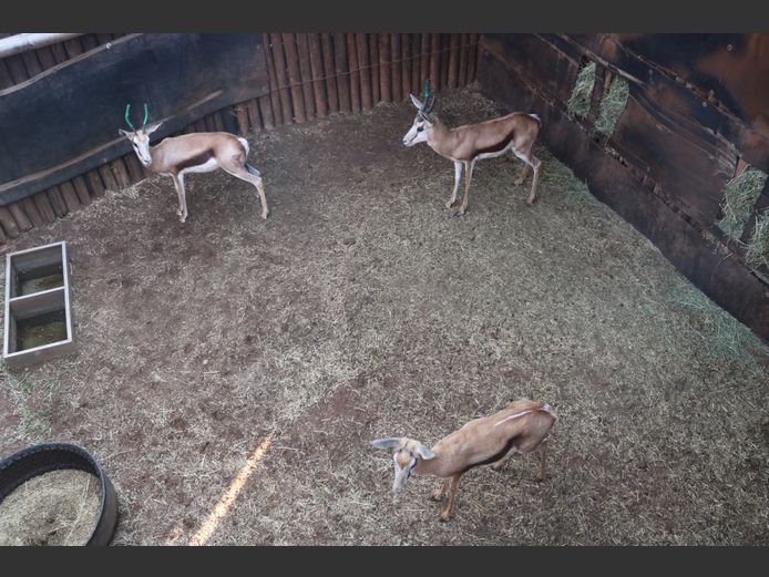 Springbokke