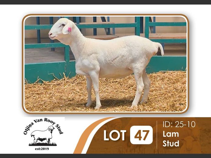 25-010 | BILLY KAZONGANGA 