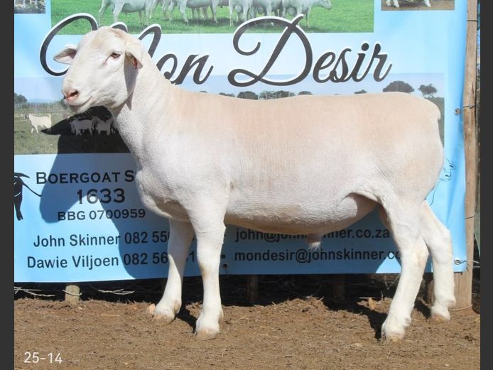 25-14 | Mon Desir Dorpers