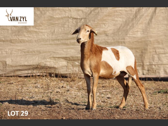 25-01 | VAN ZYL BOERDERY