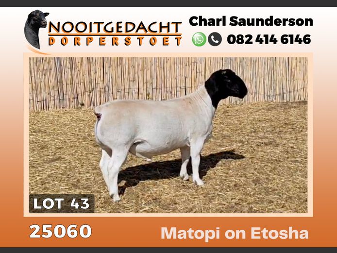 25060 | NOOITGEDACHT  DORPERS