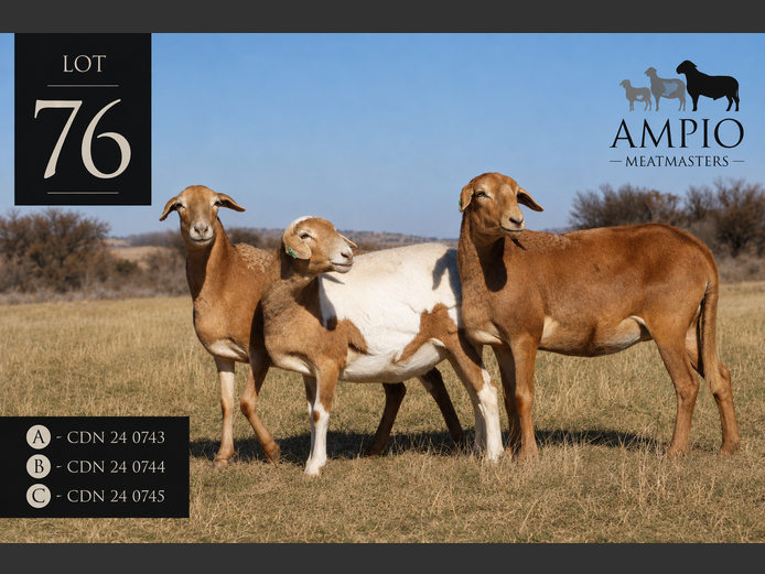 CDN 24 0744 | Ampio Meatmasters