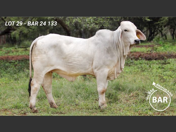 BAR24133 | BARNARD WJ
