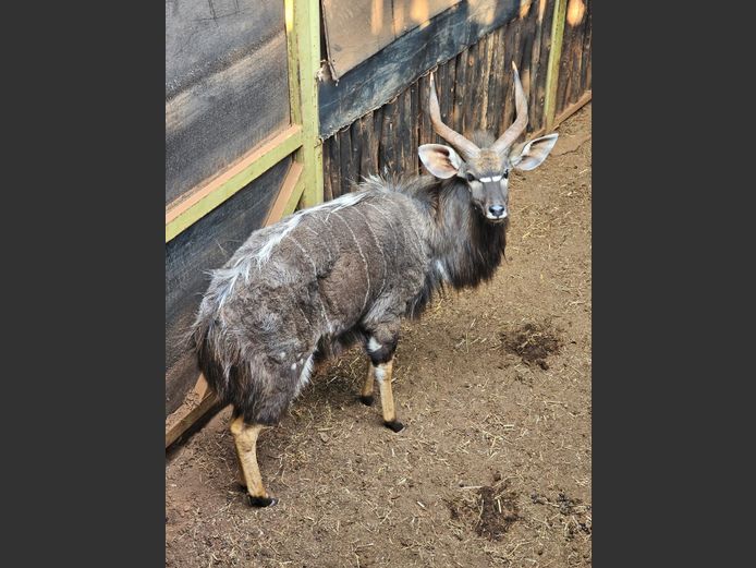 NYALA | NYANE GAME