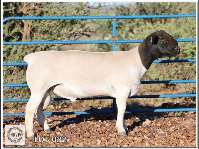 2052 24 0311 | LOUIS VAN RENSBURG, H/A LEEUPUT TRUST