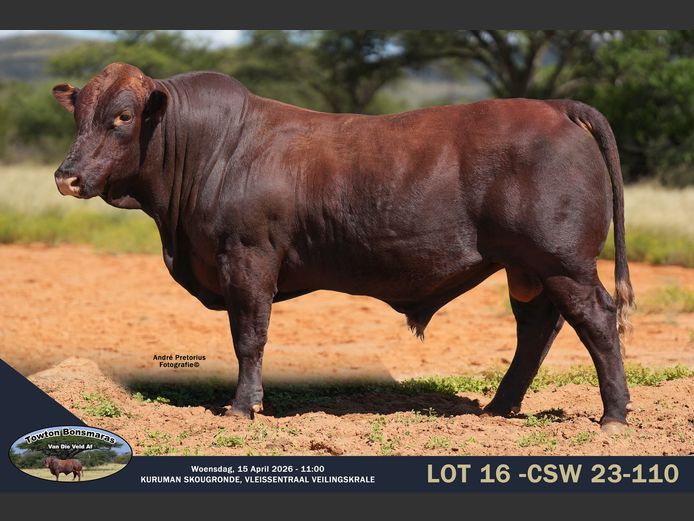 CSW 230110 | TOWTON BONSMARAS