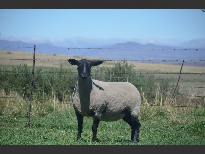 301 240397 | TWEESEUNS