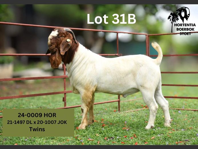 24-0009HOR | HORTENTIA BOERBOK STOET