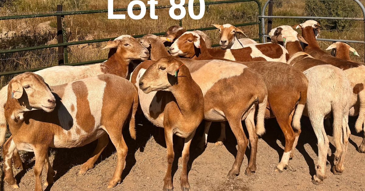 Lot 80 | SENTRAAL KAROO MEATMASTER PRODUKSIEVEILING | SwiftVEE | South ...