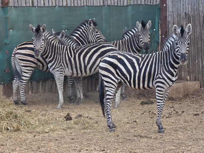 ZEBRA | NYLSVLEI GAME