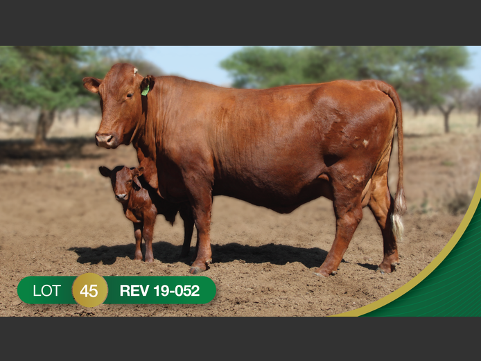 REV190052 | REVELAS BONSMARAS