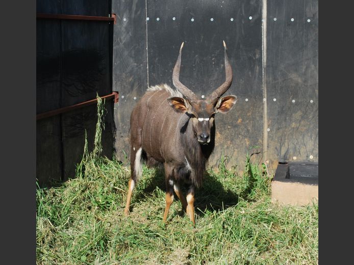 NYALA | SLP