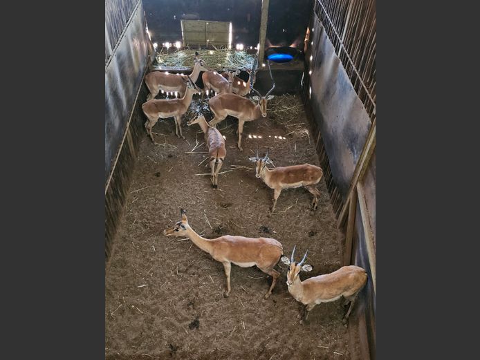 IMPALA | KOLOBE WILD