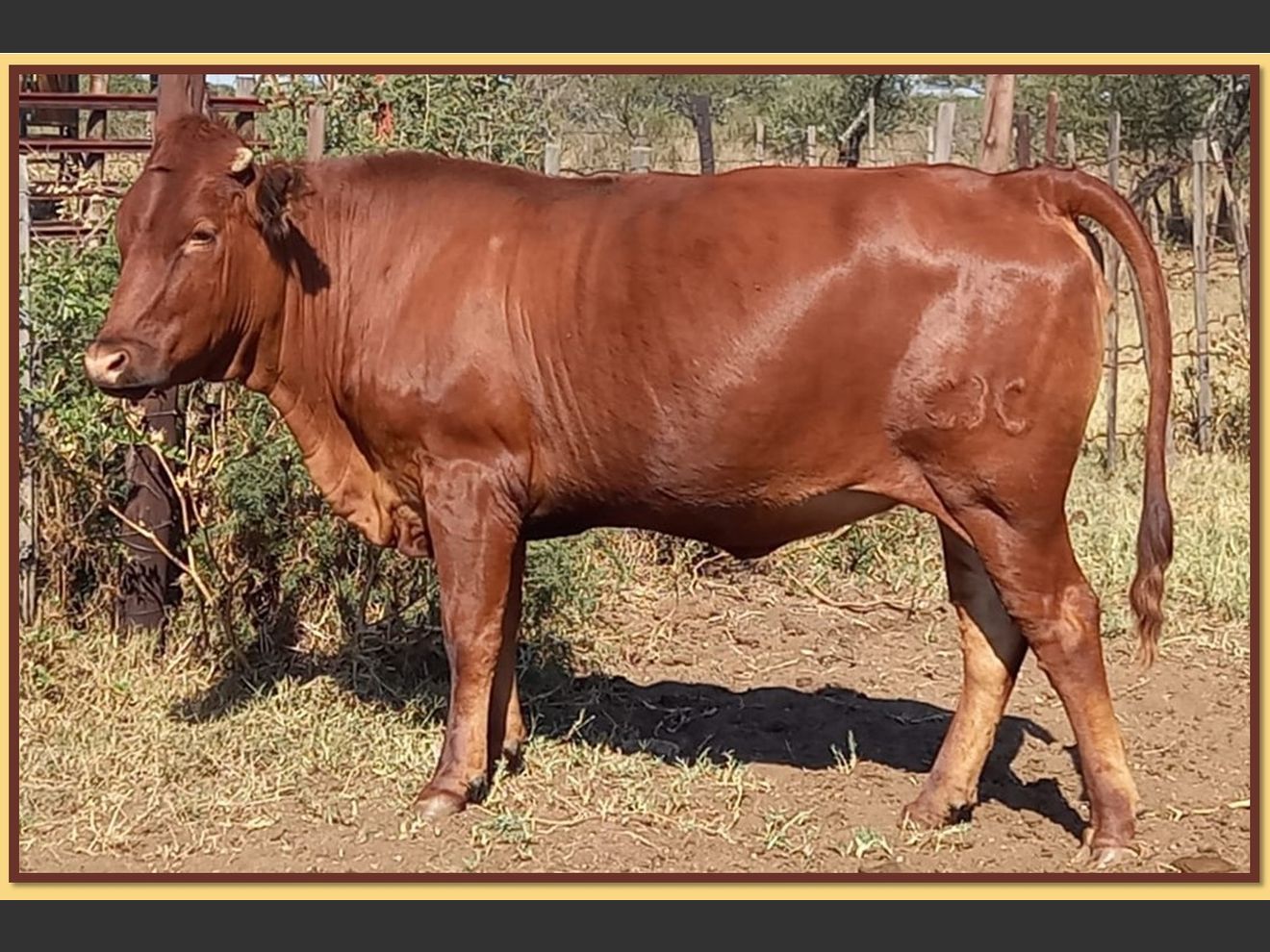 Lot 38 BRISTOW BONSMARA 51ST ANNUAL PRODUCTION SALE SwiftVEE