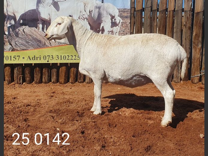 25 142 | Johan Stadler