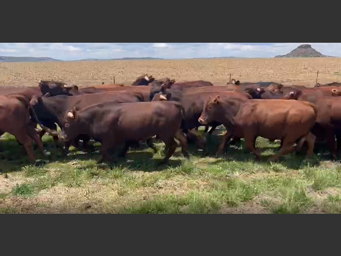 WEANERS