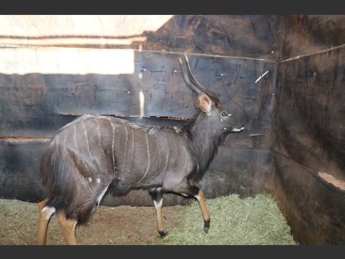 Njala