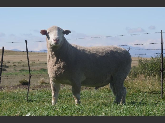 T 240169 | TWEE BROERS DORMER STOET