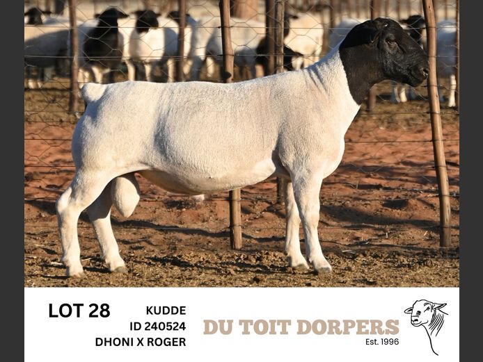 240524 | DU TOIT DORPERS