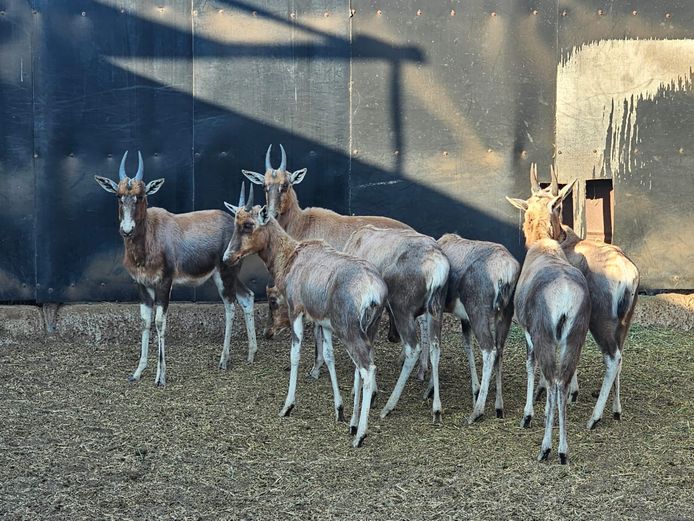 BLESBOK | NYLSVLEI
