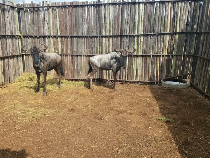 BLOUWILDEBEES | HANLEY