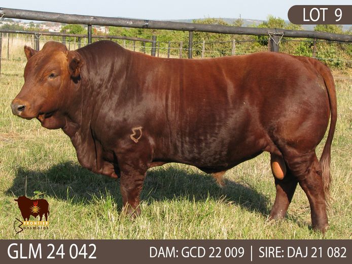 GLM 240042 | GLEN MUIR BONSMARAS