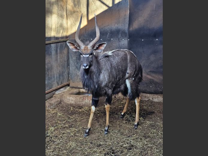 NYALA | J. DE KOK
