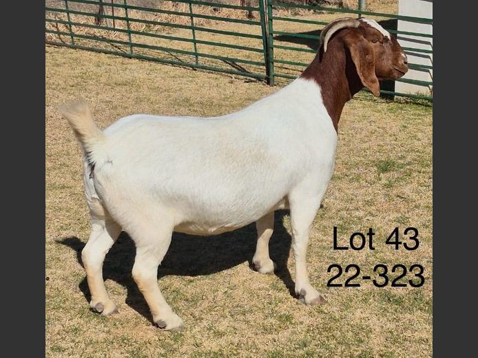 220323 | DU PREEZKRAAL