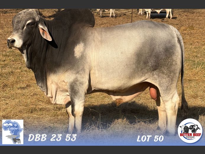 DBB2353 | DENT PM