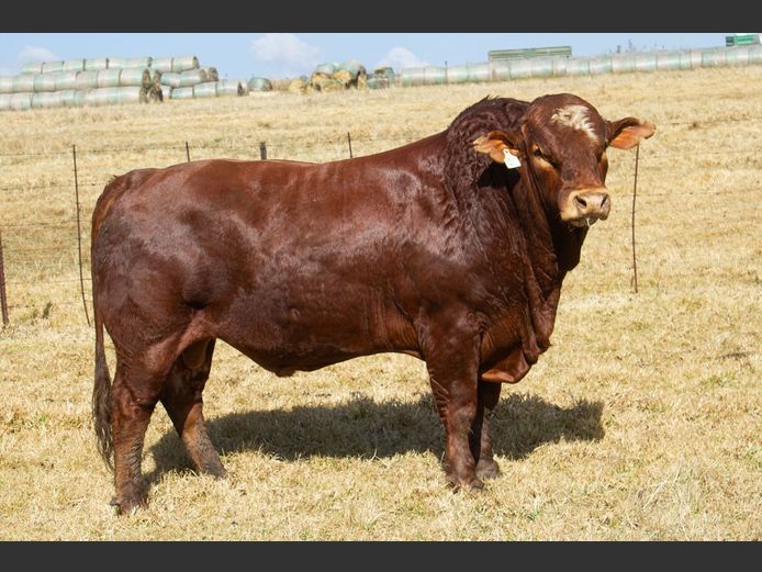 SE2395C | OUBOET BOERDERY