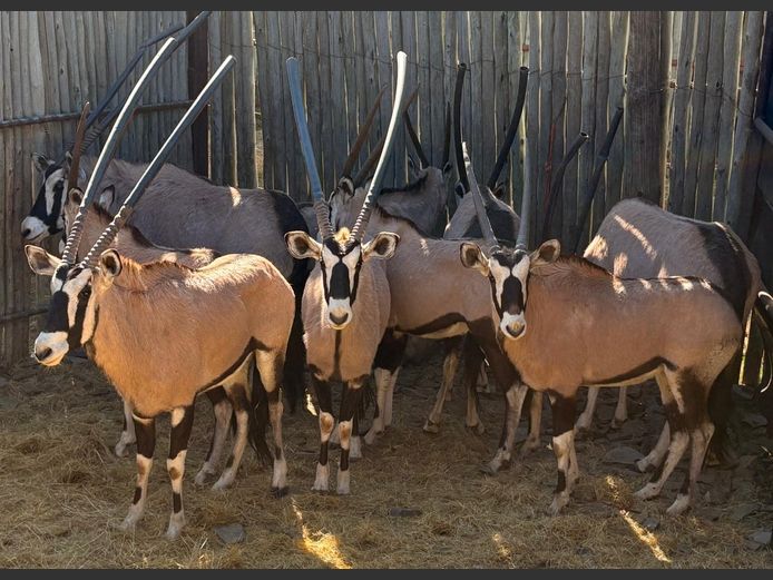 Gemsbokke