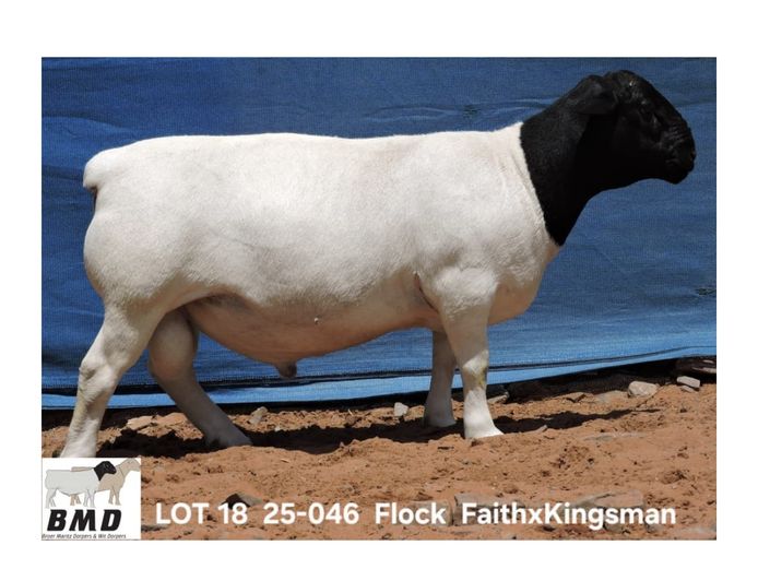 25-046 | BROER MARITZ DORPERS