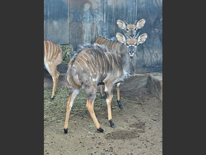 NYALA | BIRKEN VERVOER
