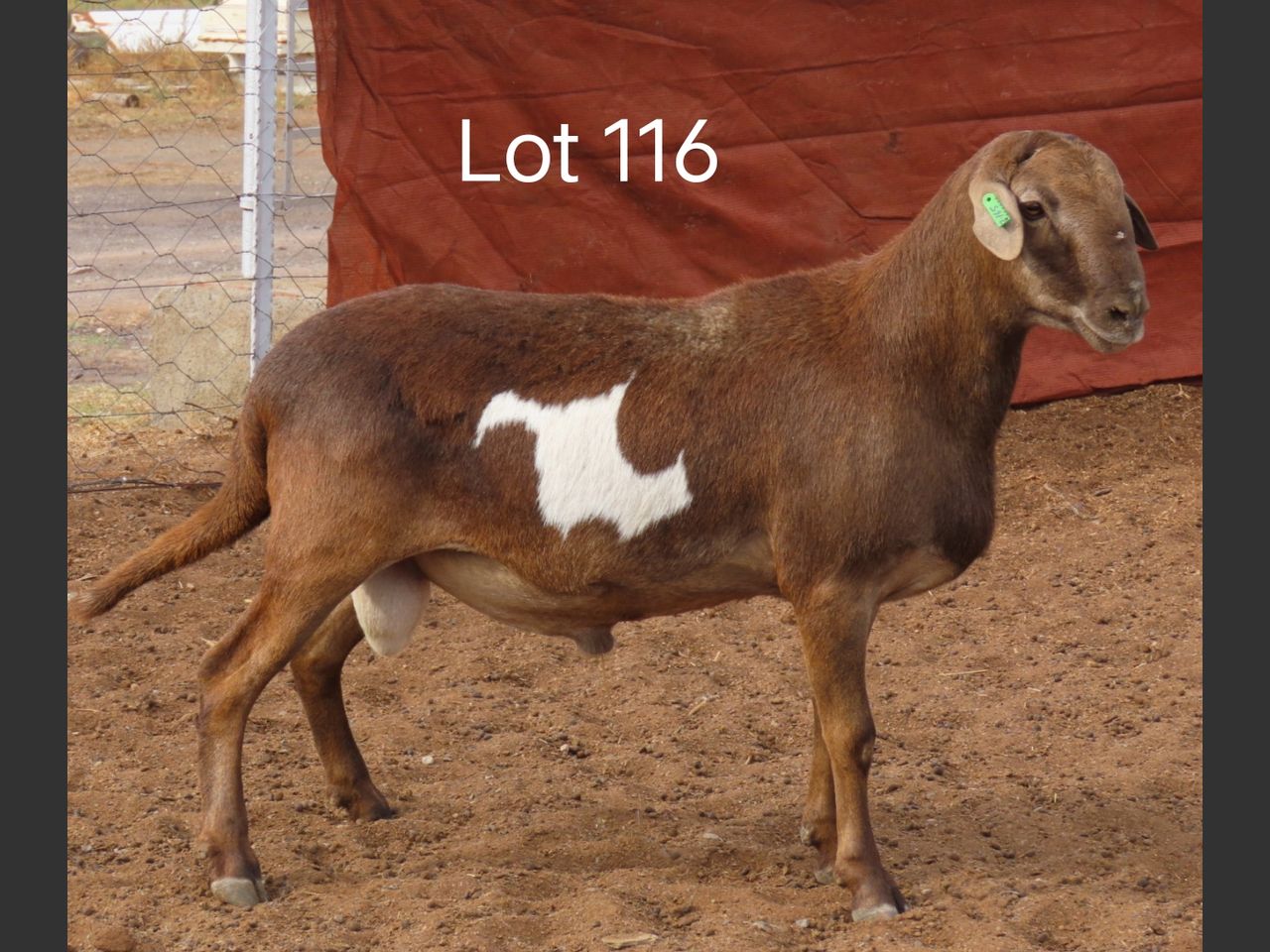 images