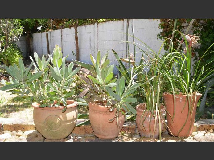 LOT: 4 x PLANTERS WITH PLANTS