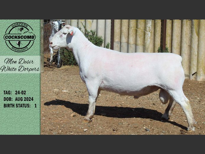 24-02 | Mon Desir White Dorpers