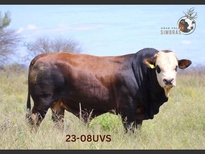 UVS238 | UGAB VALLEY SIMBRAS