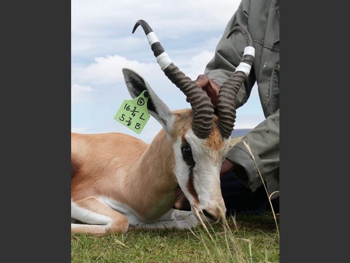 Kalahari Springbok Ram
