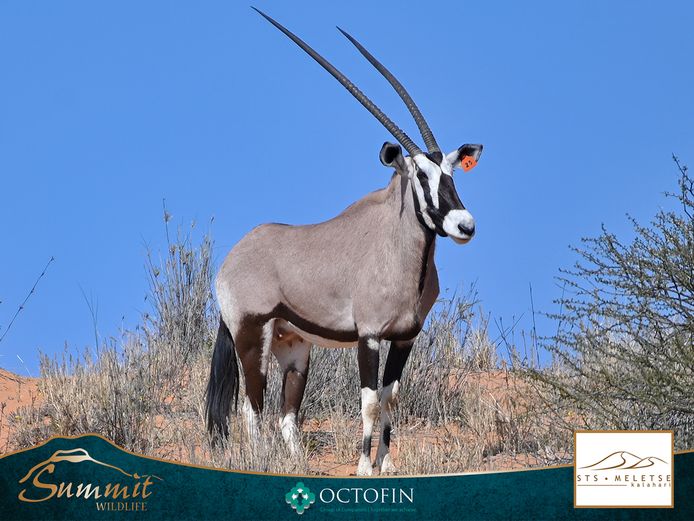 43 6/8" ORYX COW