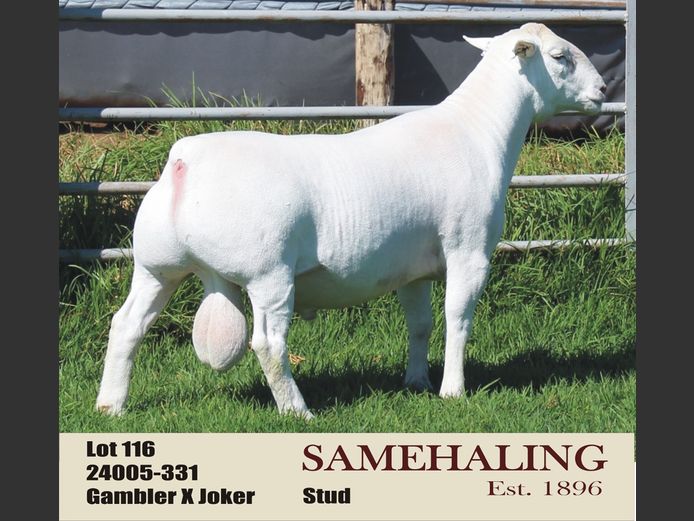 SAMEHALING WIT DORPERS | 24005