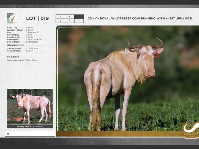 Wildebeest - Royal | Key Projects Development (PTY) Ltd