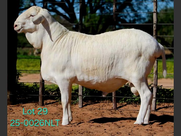 25-0026NLT | LEKWATER