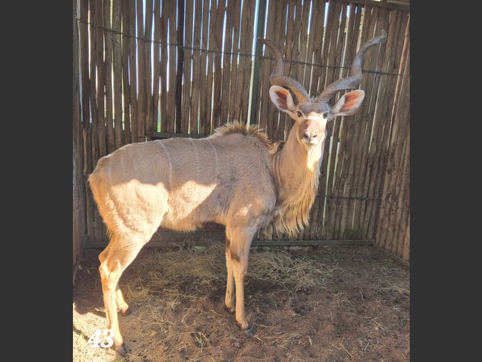 KOEDOE | SCHALK VAN ZYL