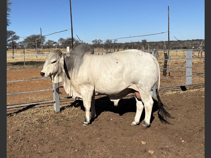 23-0480U | SAVANNAH BRAHMAN