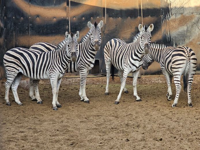 ZEBRA | J. LOUW