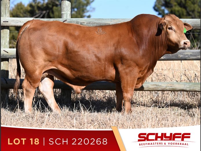 SCH 220268