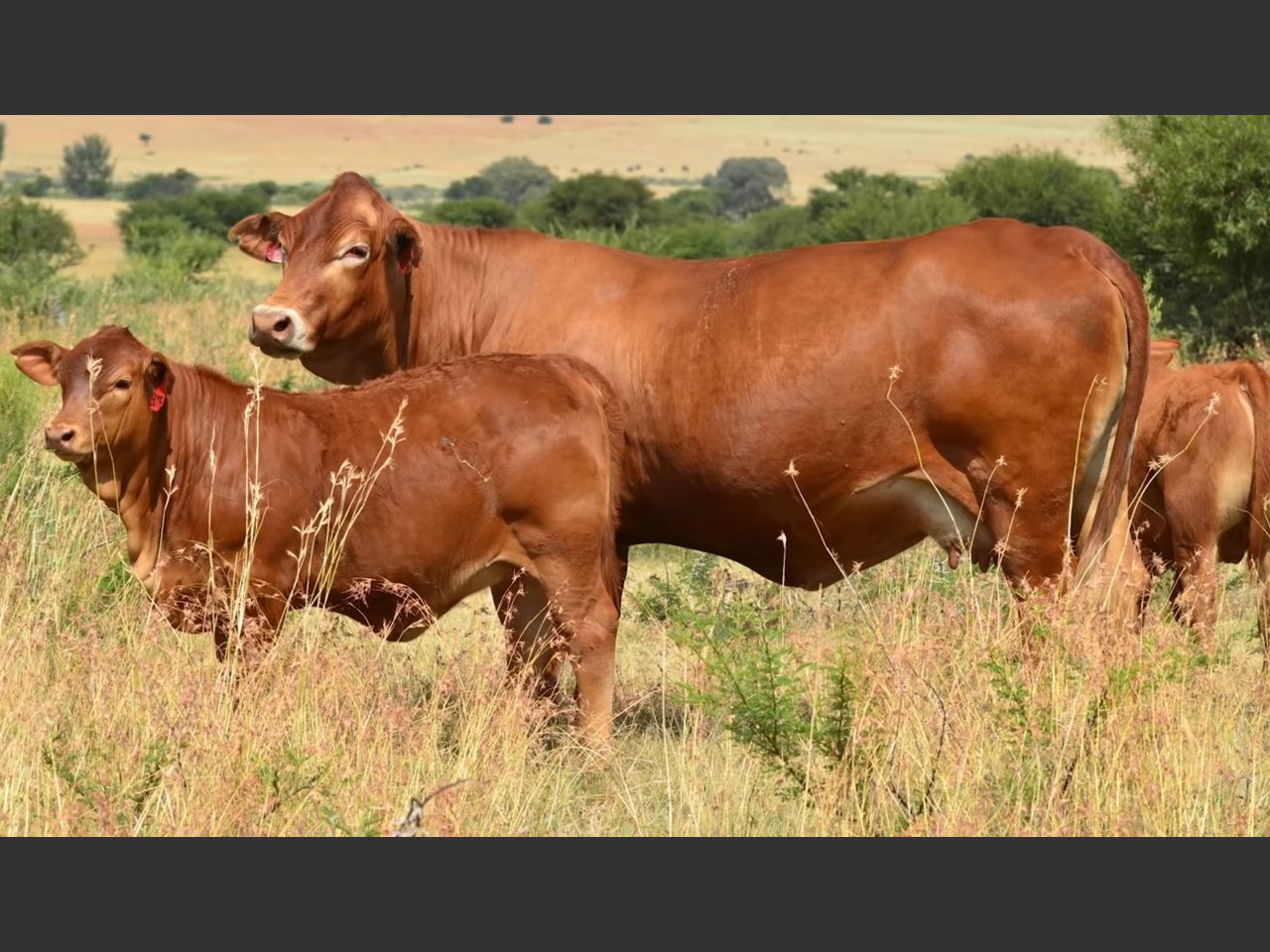 Lot 48 | 26STE NASIONALE BEEFMASTER VEILING | SwiftVEE | South Africa’s ...