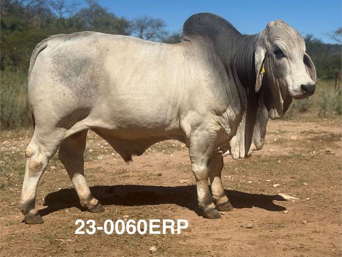 23-0060ERP | HARROBI BRAHMAN