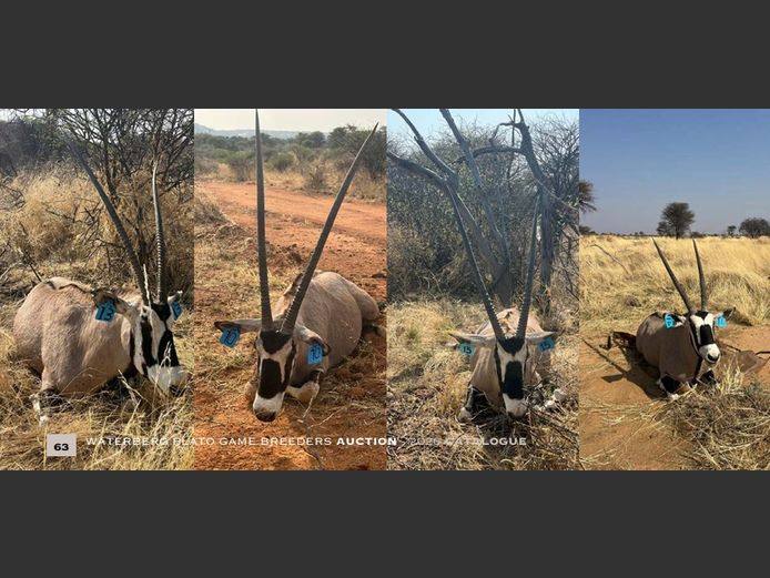 Oryx Breeding | WATERBERG PLATO GAME BREEDERS